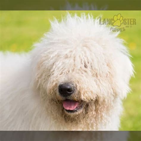 Komondor Puppies for Sale | Lancaster Puppies