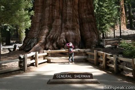 General Sherman Tree | Sequoia NP | Hikespeak.com