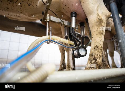 Cows Being Milked Stock Photo Alamy