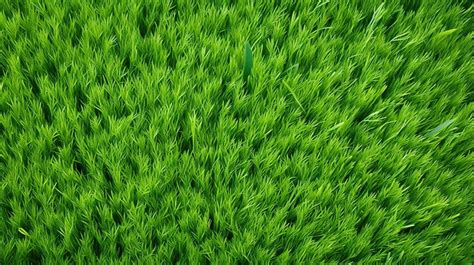 Lush Green Bird S Eye View Of Grass Texture Background Backgrounds ...