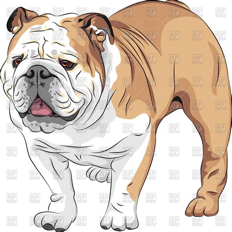 English Bulldog Vector At Collection Of English