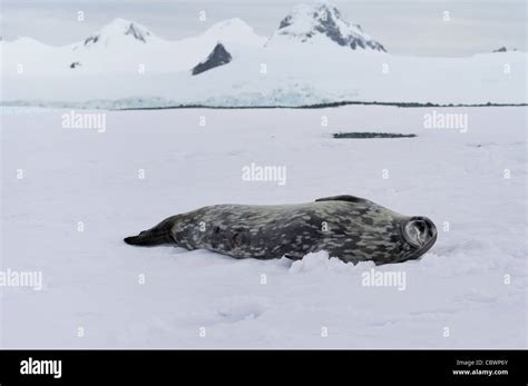 HALF MOON ISLAND, ANTARCTICA Stock Photo - Alamy