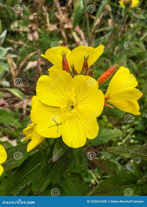 Oenothera Fruticosa Narrow Leaved Sundrops Stock Image Image Of