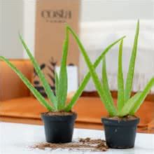 Amazon Costa Farms Aloe Vera Plant Live Succulent Easy Care