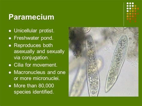 Protist Paramecium