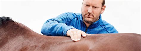 sweat marks signum sattelservice