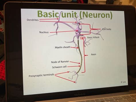 Neurophys Flashcards Quizlet