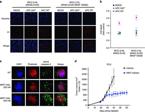 Cells And Organoids From Drug Resistant Crc Patients Rely On The