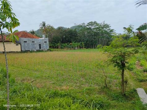 Kode TS277 Tanah Sawah Utara Jembatan Kretek Bantul Yogyakarta