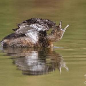 western grebe calling photograph  bryan keil fine art america