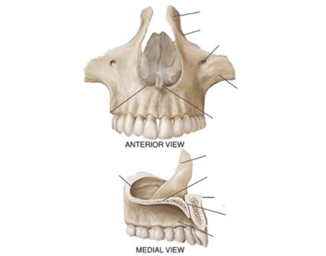 Anatomy of the Maxillae Quiz