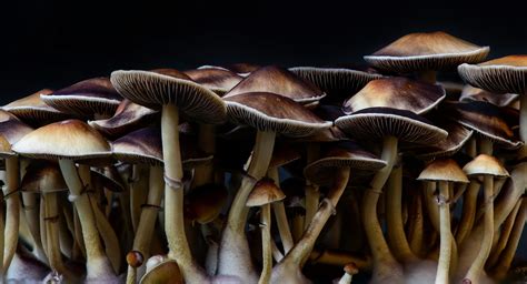 The Fungal Revolution Discovering The Cognitive Benefits Of Nootropic Mushrooms