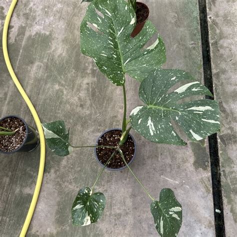 Monstera Thai Constellation Variegata Ø19 Limited Leaves Limited Leaves