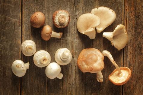 La Carte Des Meilleurs Coins Champignons Enfin R V L E Sur Internet