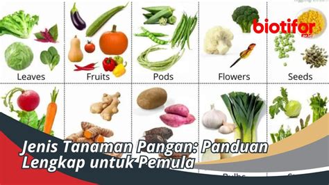 Jenis Tanah Yang Baik Untuk Tanaman Pemilihan Jenis Tanah Yang Ideal