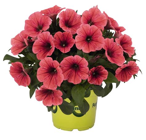 Petunia Potunia Coral Gardenhouse Sk