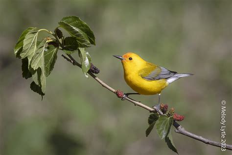 Prothonotary Warbler Protonotaria Citrea East Texas Apri Melody