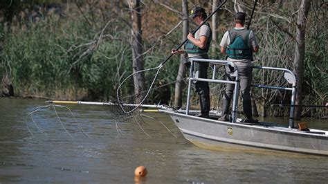 New Tool Shows Progress In Fighting Spread Of Invasive Grass Carp In Great Lakes