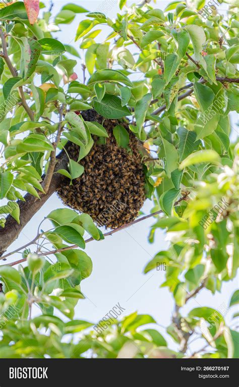 Bee Hives In Trees