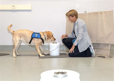 Diabetic Alert Dog Training