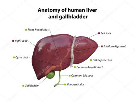 estructura anatomía del hígado y la vesícula biliar órgano del sistema