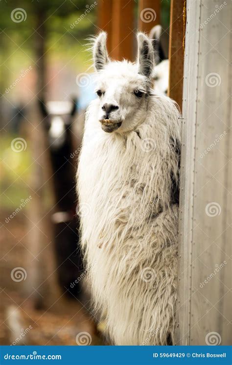 Llama Nacional Que Come A Hay Farm Livestock Animals Alpaca Imagen De