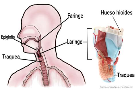 Que Son Las Cuerdas Vocales Donde Se Encuentran Y Como Funcionan