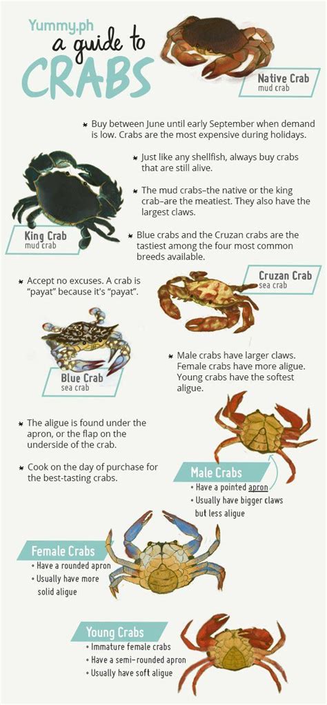 Everything You Need To Know About Crabs