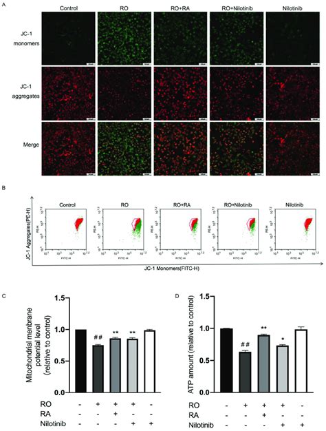 Abl Inhibition And Ra Restored Mitochondrial Membrane Potential And Atp Download Scientific