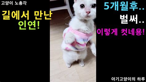 고양이 길에서 구조한 아기고양이의 새로운 삶 Kitten Youtube