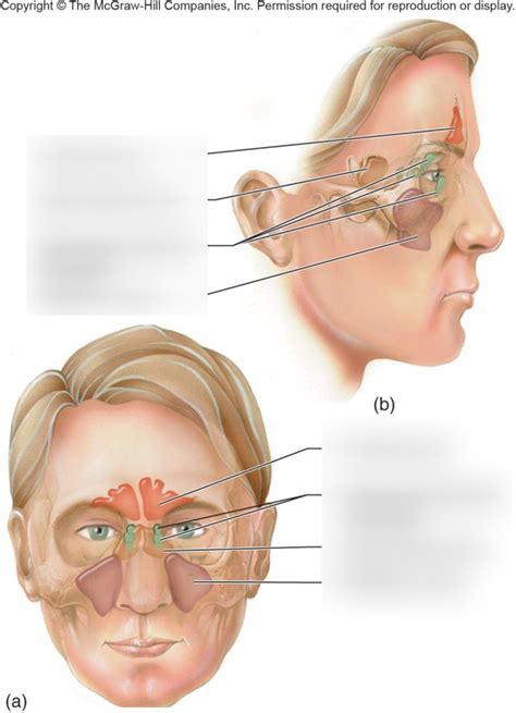 Sinuses Diagram Quizlet