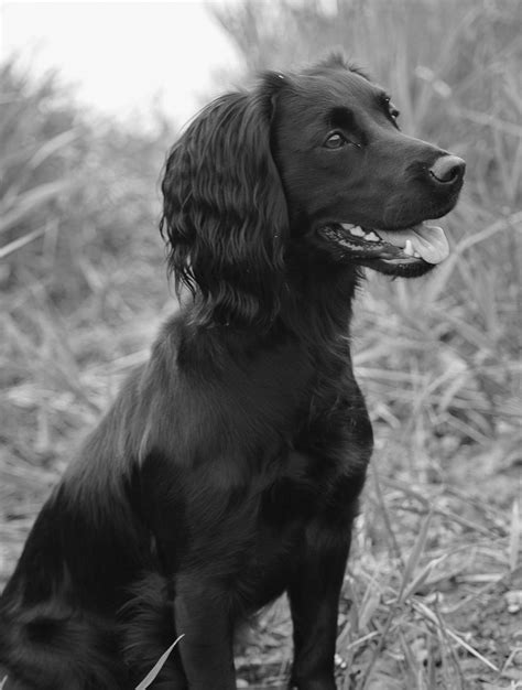 Cocker Spaniel breeders and puppies for sale