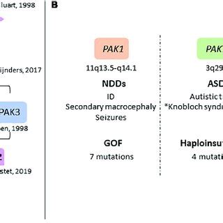 Overview Of Group Paks In Ndds A Genes Of The Rac Cdc Pathway