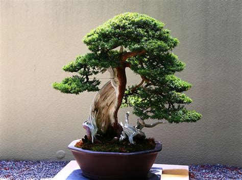 These Floating Bonsai Trees Look Like Actual Magic Bonsai Tree Care Bonsai Garden Bonsai Tree