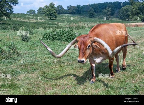 Texas Longhorn cow in pasture Stock Photo - Alamy