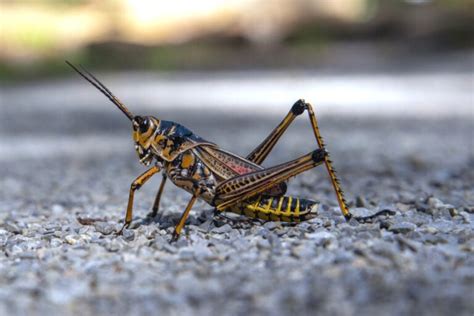 9 Scents That Grasshoppers Hate And How To Use Them Pest Pointers