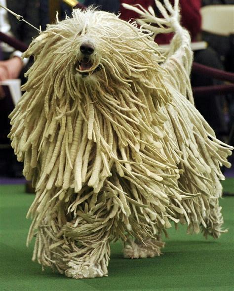 Komondor Jumping