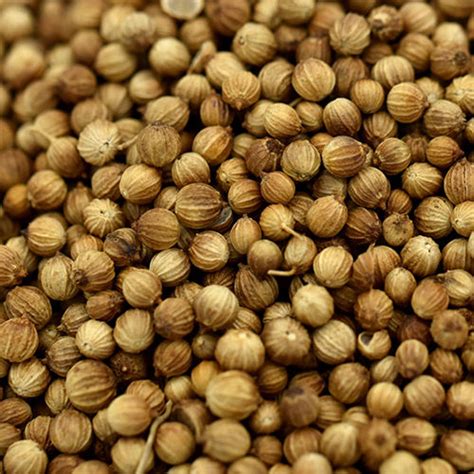 Coriander Seeds At Best Price From Manufacturers Suppliers Dealers