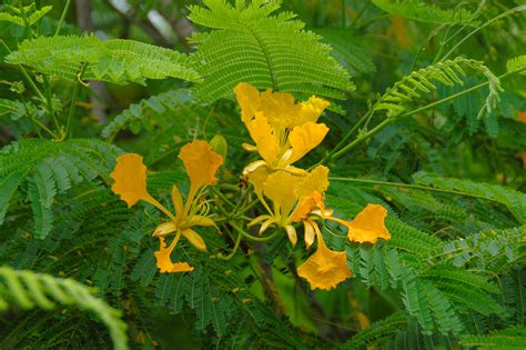 Delonix Regia Varflavida Yellow Poinciana Copyright A Flickr