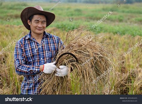 Farmer Growing Wheat Rice Images Stock Photos Vectors