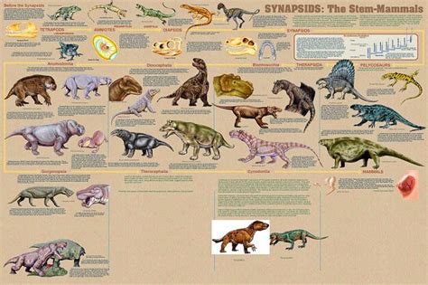 Gallery For > Synapsids | Mammals, Reptiles and amphibians, Poster