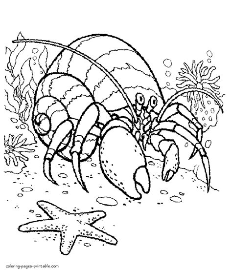 Hermit Crab Coloring Page