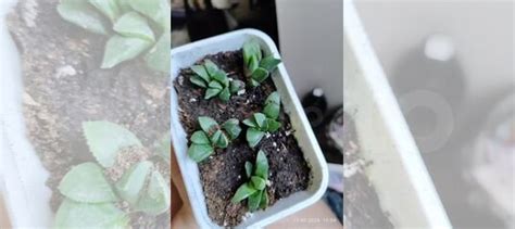 Суккуленты купить в Орле | Товары для дома и дачи | Авито