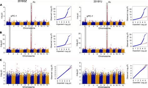 Frontiers Genome Wide Association Study Of Pericarp Color In Rice