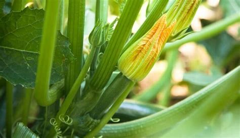 6 Conseils Utiles Pour Faire Pousser Des Plants De Courgettes