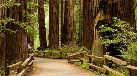 Muir Woods National Monument Tours - Book Now | Expedia