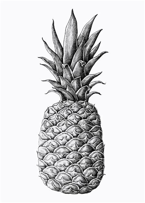 Hand Drawn Fresh Pineapple Vector Premium Vector Illustration Rawpixel