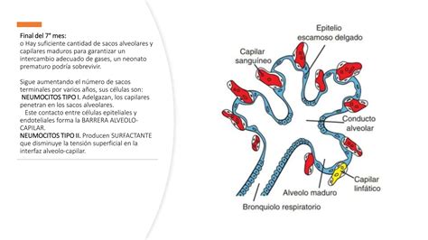 Embriologia Sistema Respiratorio Langman Pptx Ppt