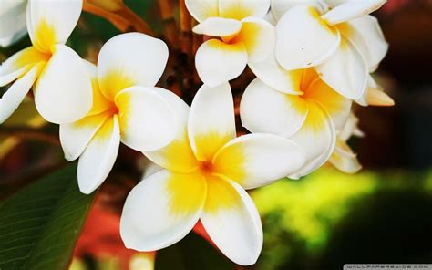 Tropical Flowers Wallpapers - Wallpaper Cave