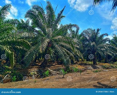 Palm Oil Plantations In Central Kalimantan Indonesia Stock Photo